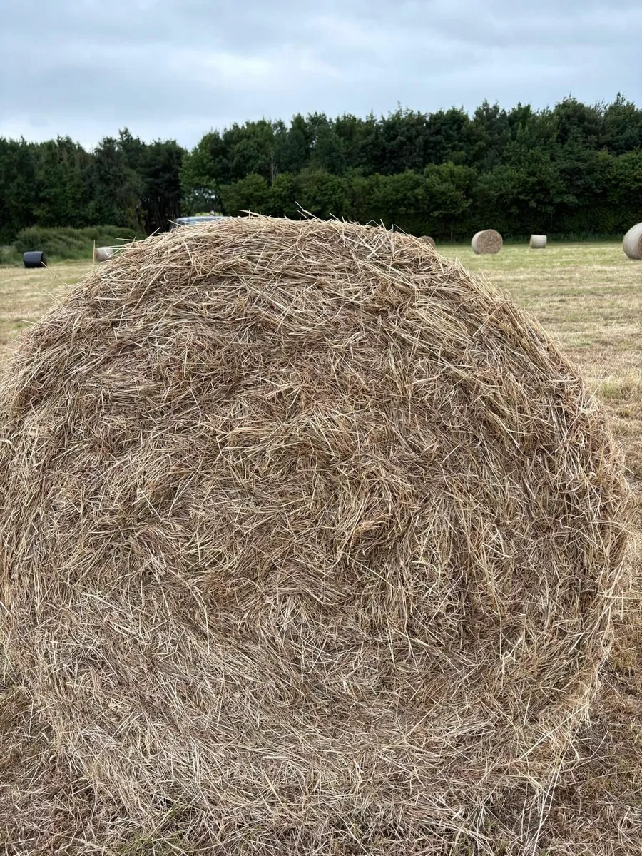 Hay - Image 4