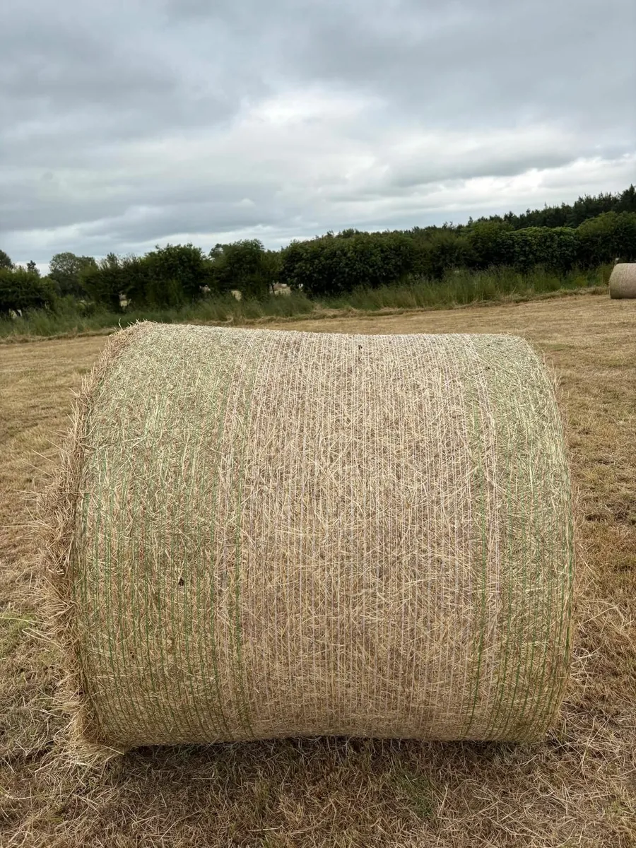Hay - Image 1