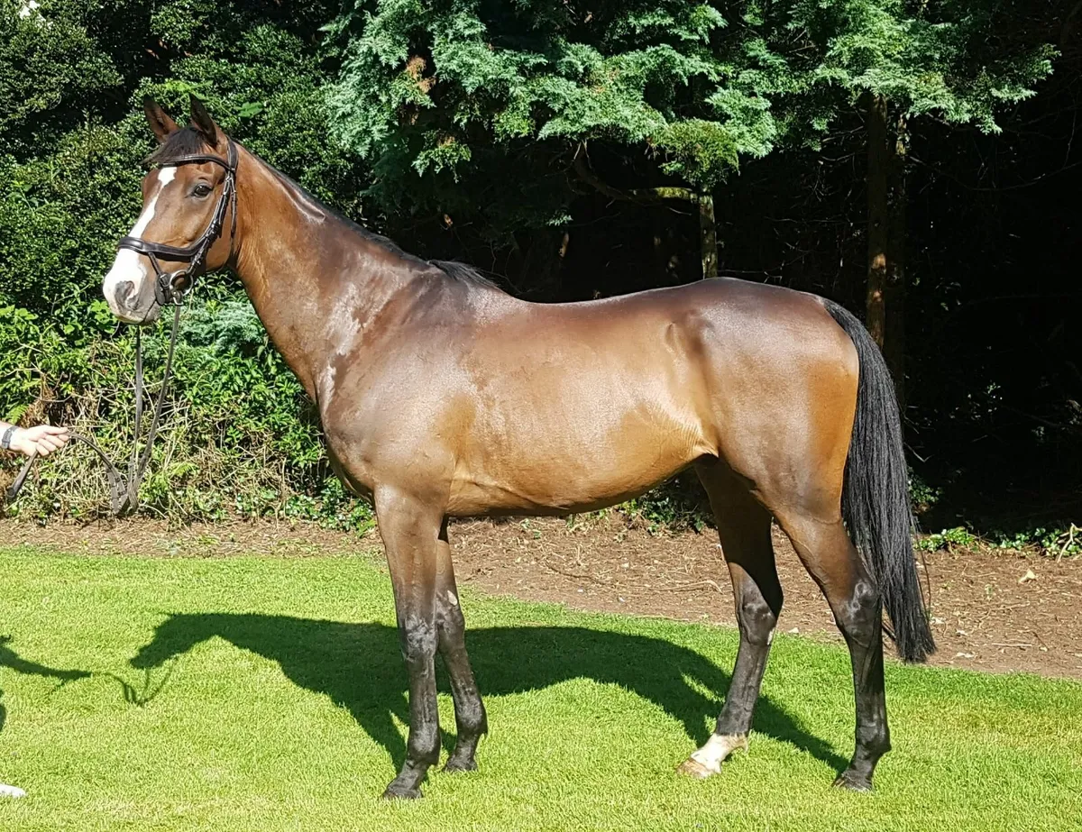 EXPERIENCED IRISH SHOWJUMPING GELDING IN CORK - Image 4