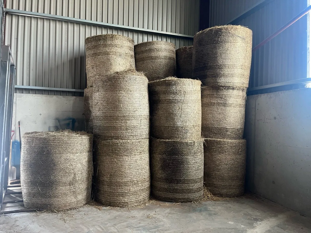 Round bales of hay - Image 1