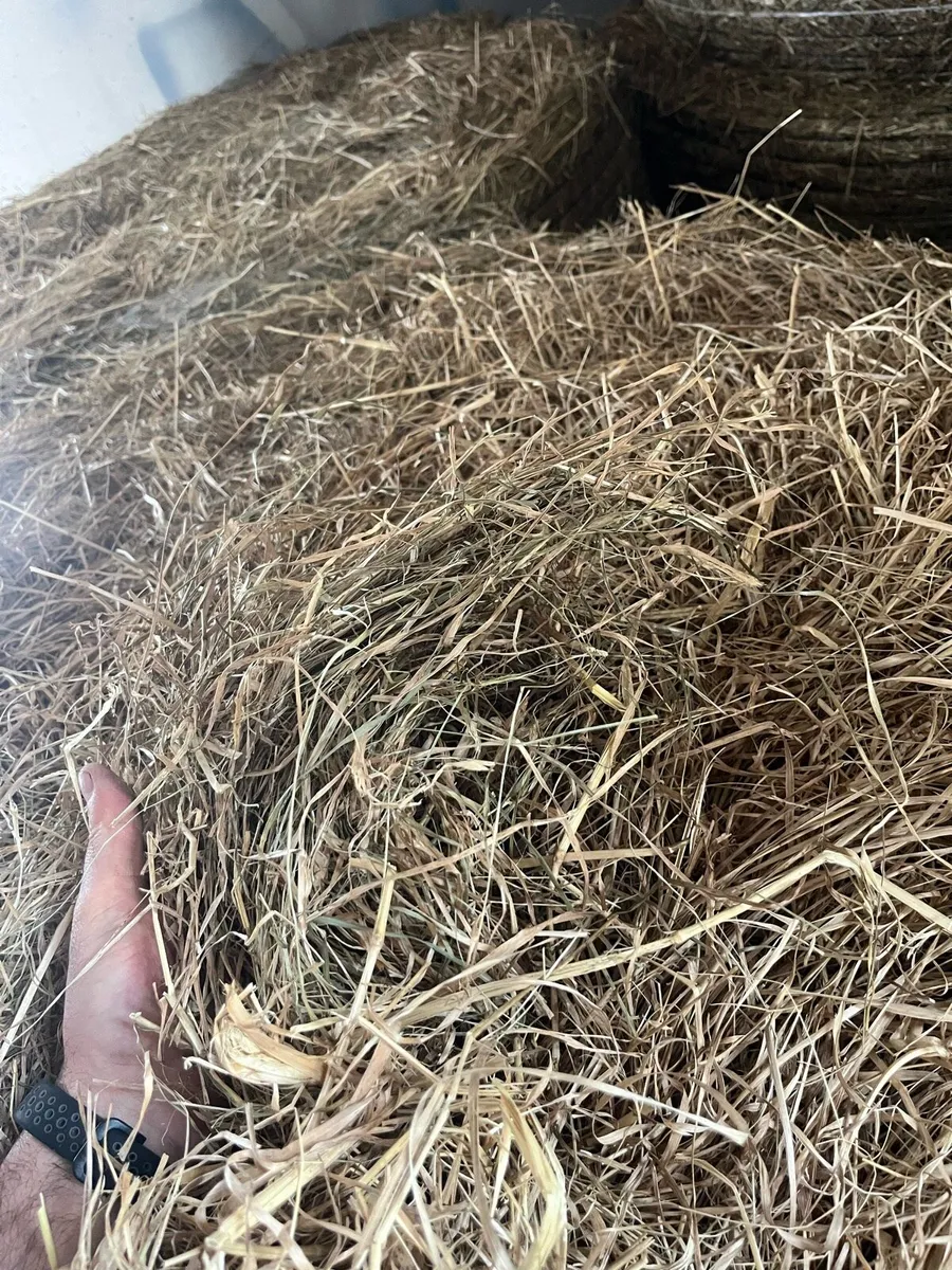 Round bales of hay - Image 2