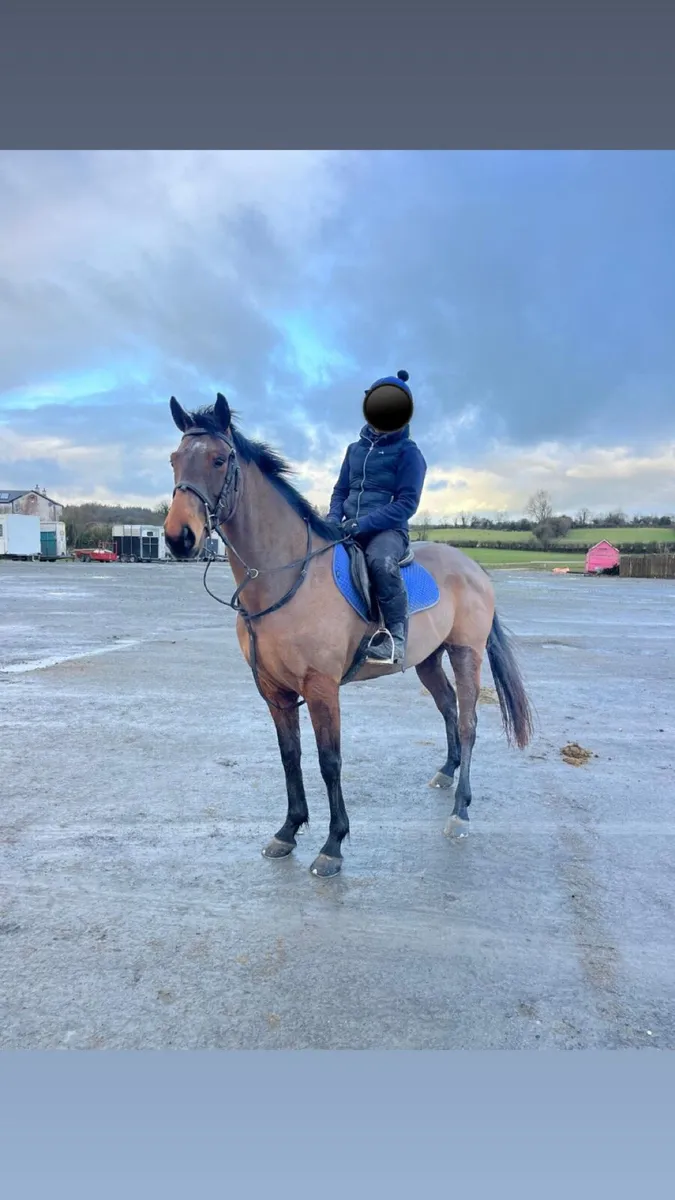 15’1hh 7 year old sports horse mare - Image 1