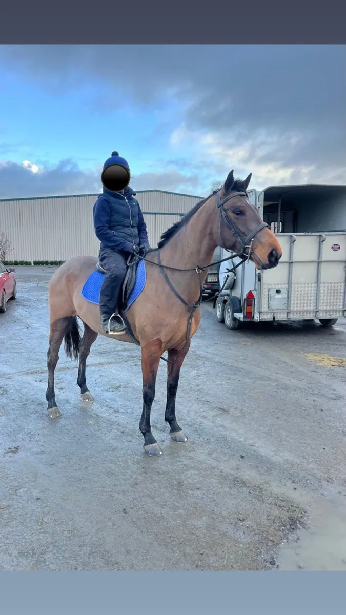 15’1hh 7 year old sports horse mare - Image 2