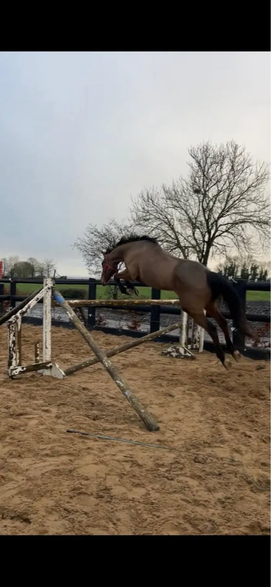 15’1hh 7 year old sports horse mare - Image 3