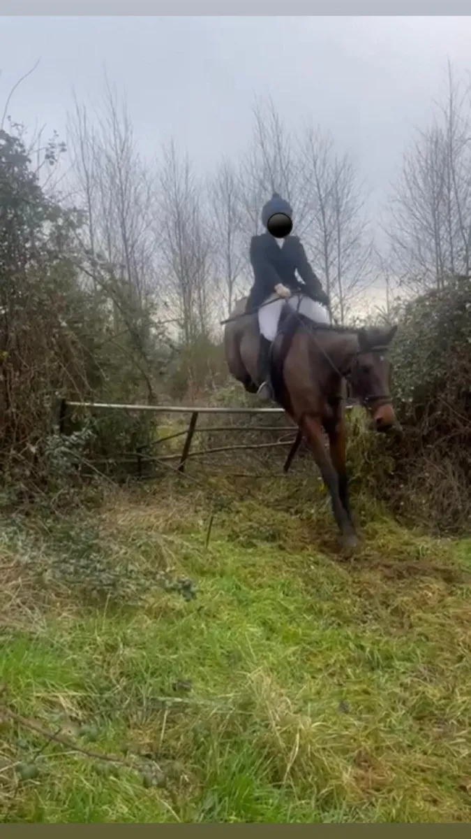 15’1hh 7 year old sports horse mare - Image 4