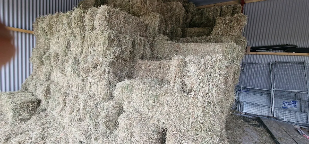 Small Square Bales Hay - Image 4