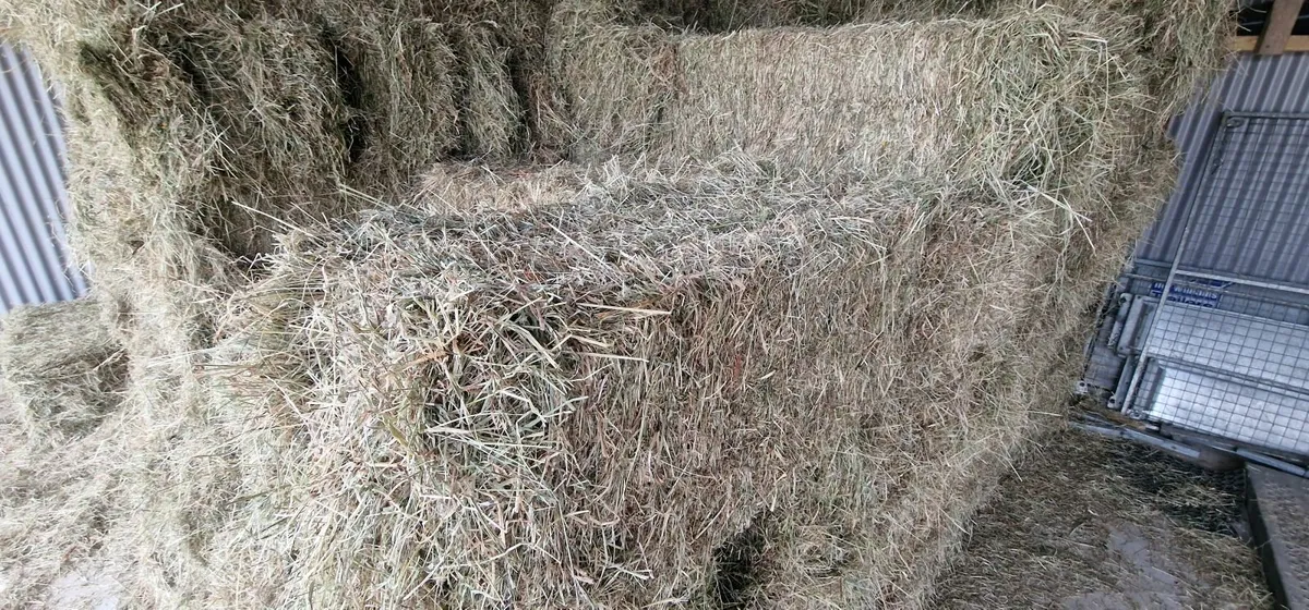 Small Square Bales Hay - Image 3