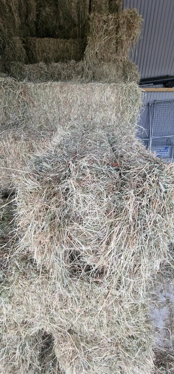 Small Square Bales Hay - Image 2