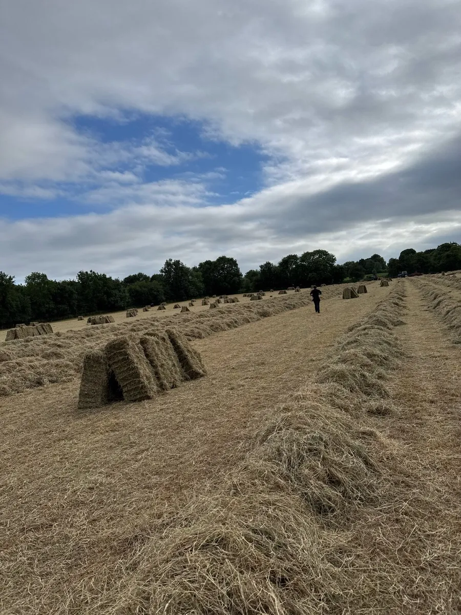 Small square hay bales - Image 1