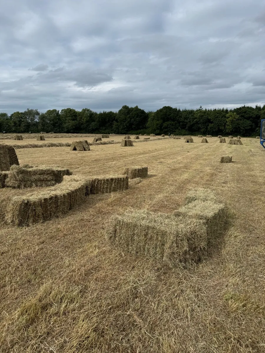 Small square hay bales - Image 2
