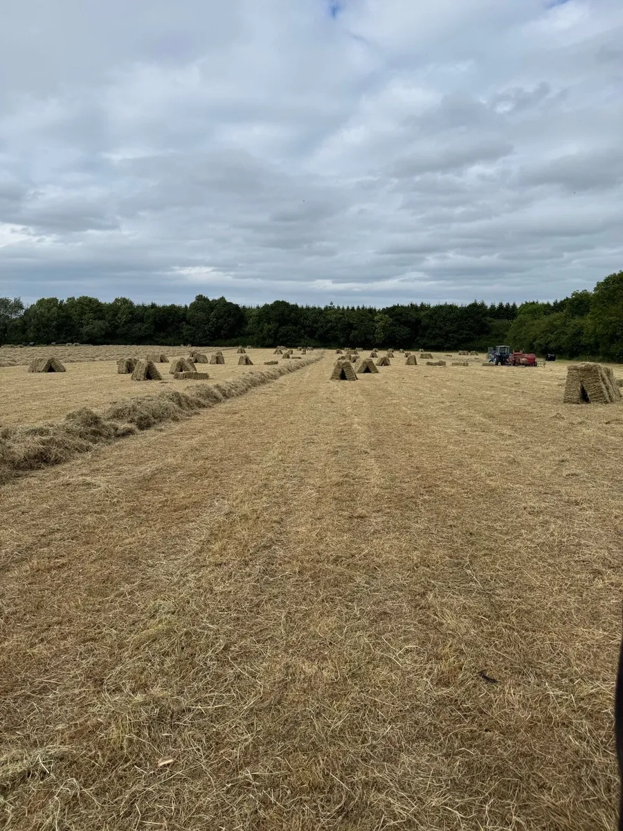 Small square hay bales - Image 4