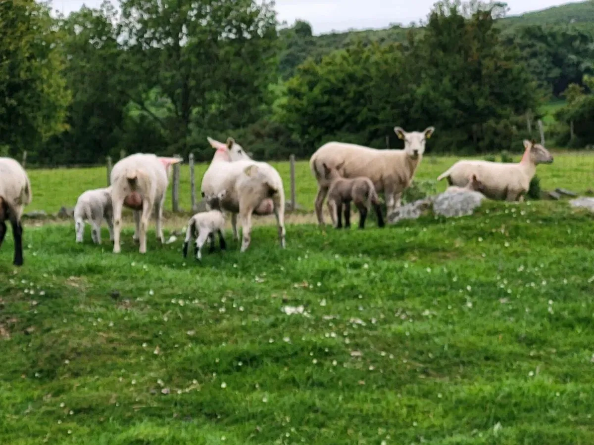 Hoggets - Image 1