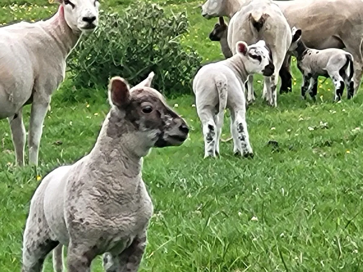 Hoggets - Image 2