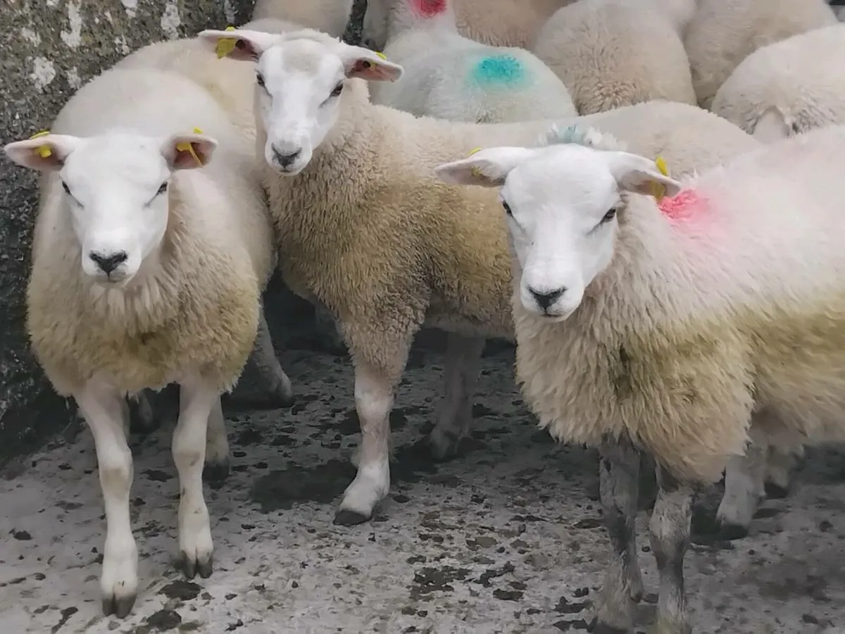 24 Texel Ewe Lamb's - Image 2