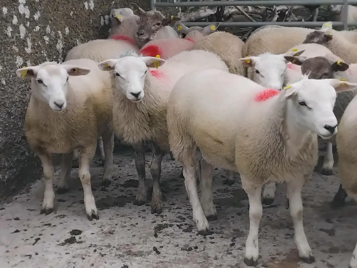 24 Texel Ewe Lamb's - Image 3