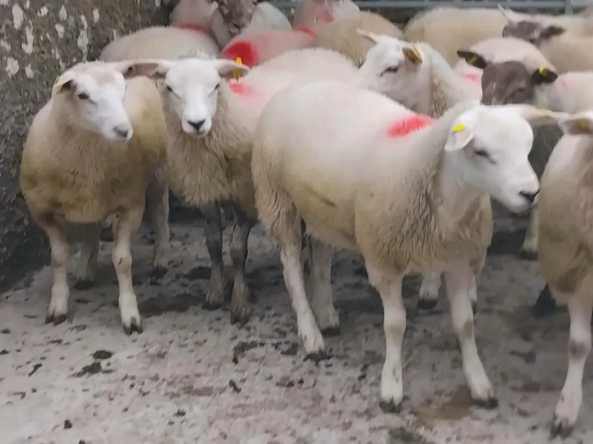 24 Texel Ewe Lamb's - Image 4