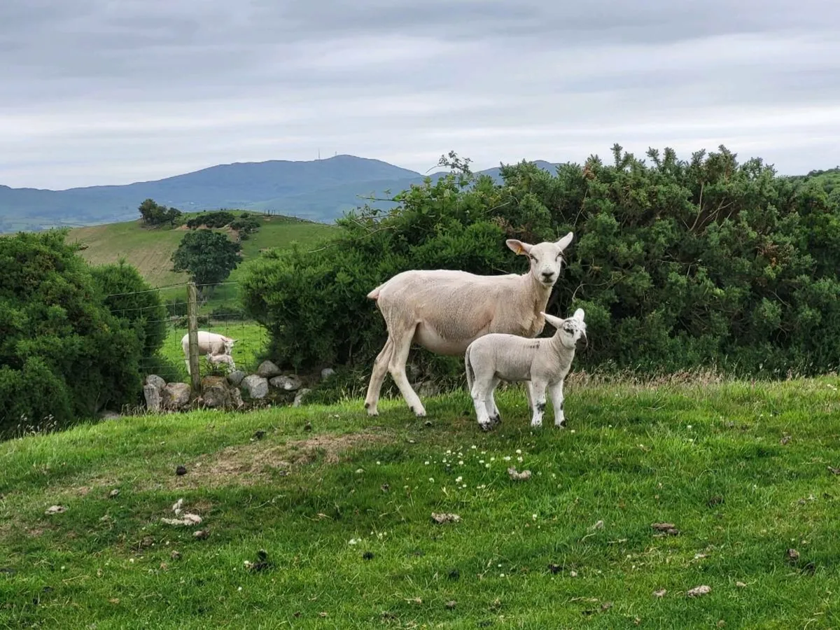 Hoggets - Image 3