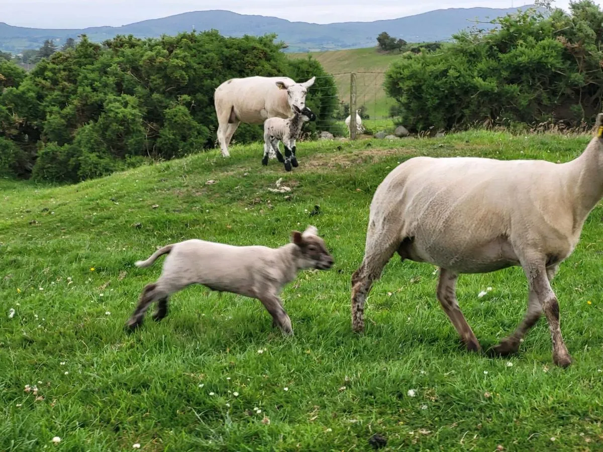 Hoggets - Image 4