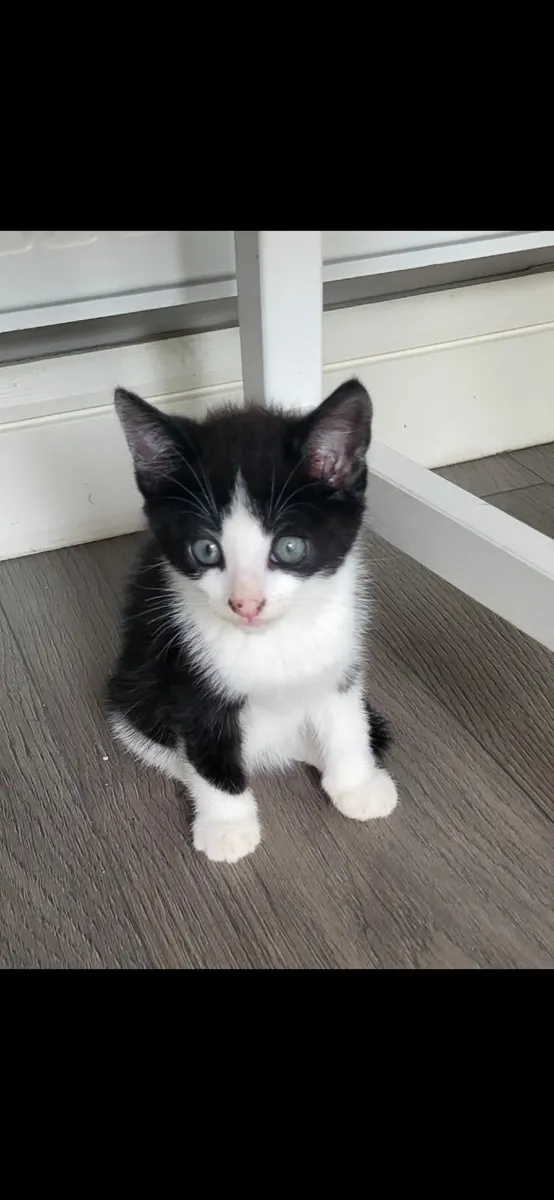Sweet kitten😍