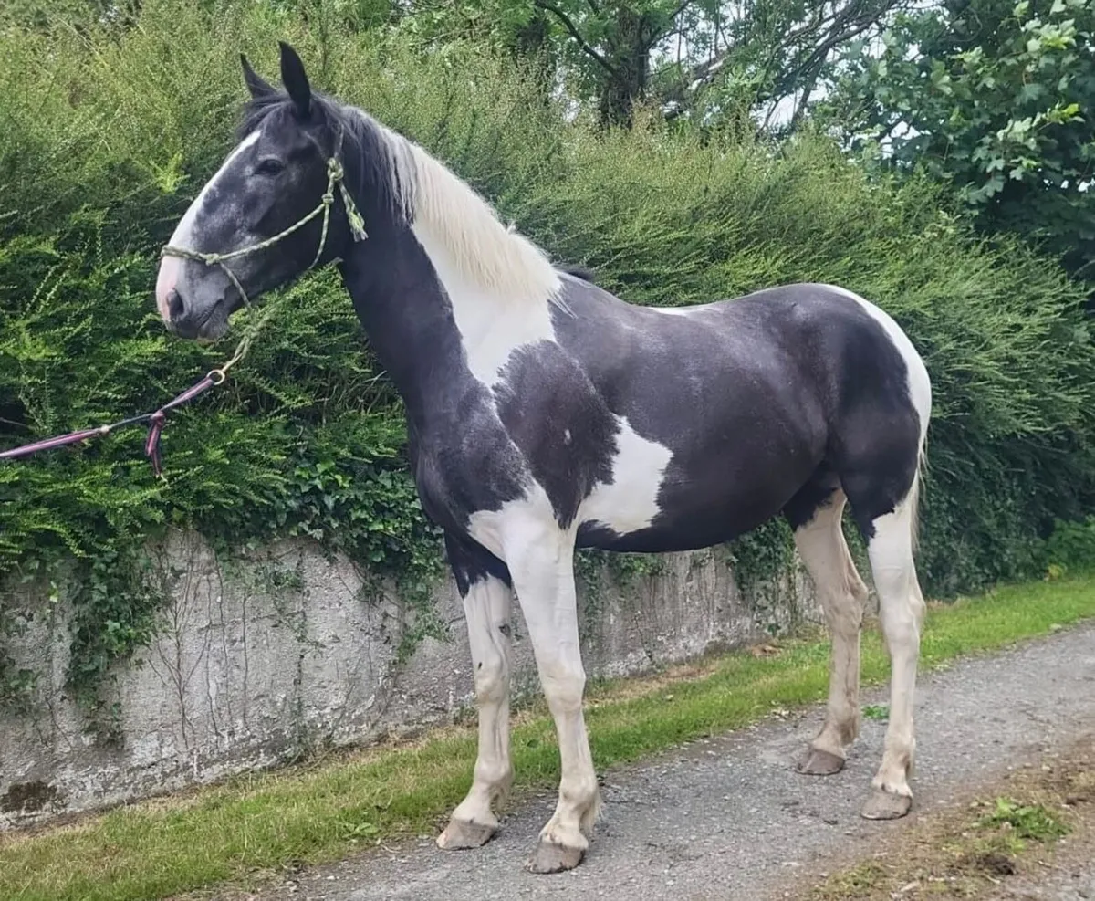 4yo Homebred Grandpa’s Rebel Filly - Image 1