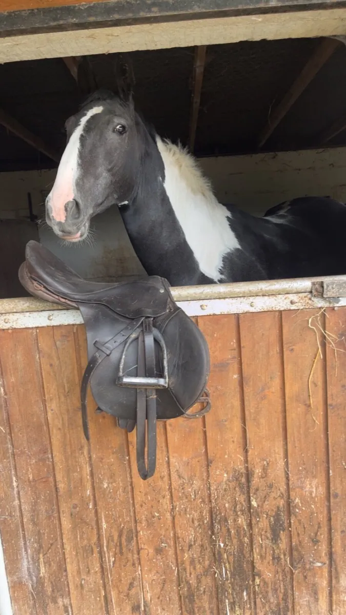 4yo Homebred Grandpa’s Rebel Filly - Image 2