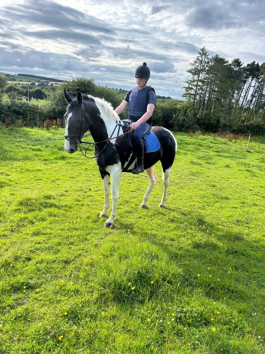 4yo Homebred Grandpa’s Rebel Filly - Image 4
