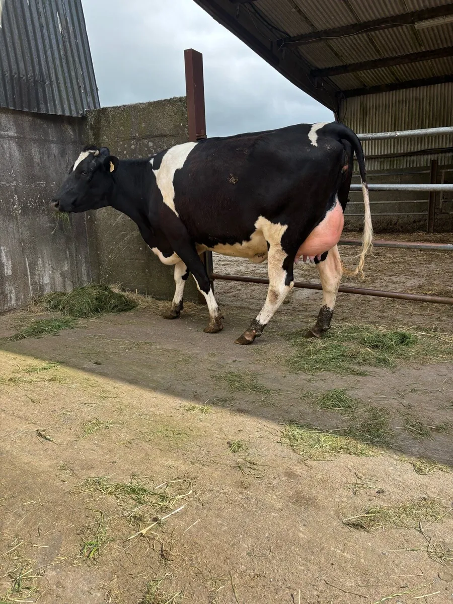 SAMSHING FRESHLY CALVED HEFIER - Image 1