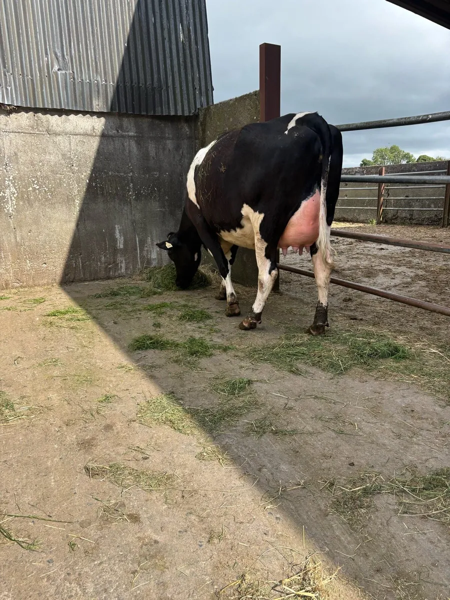 SAMSHING FRESHLY CALVED HEFIER - Image 2