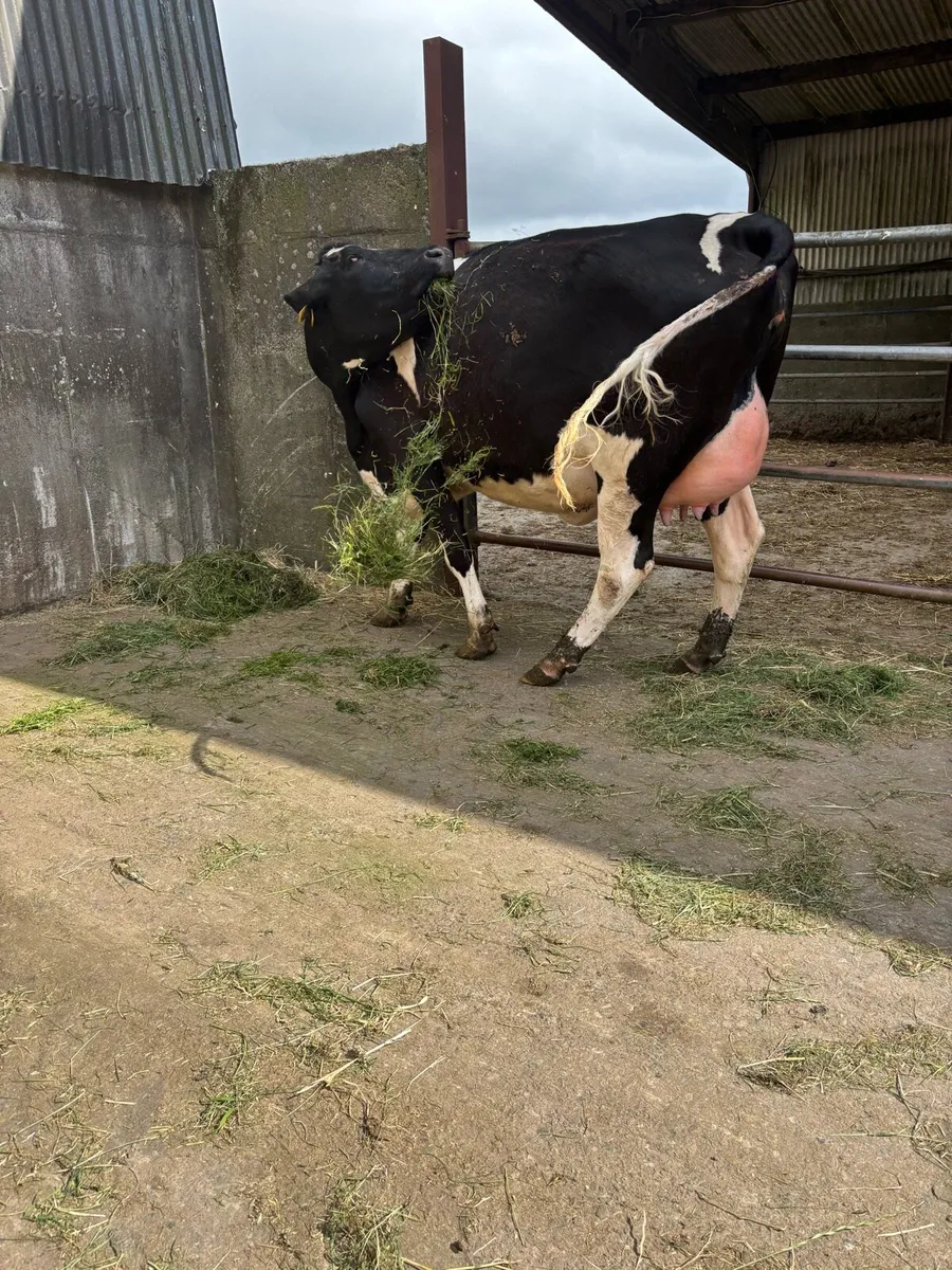 SAMSHING FRESHLY CALVED HEFIER - Image 3