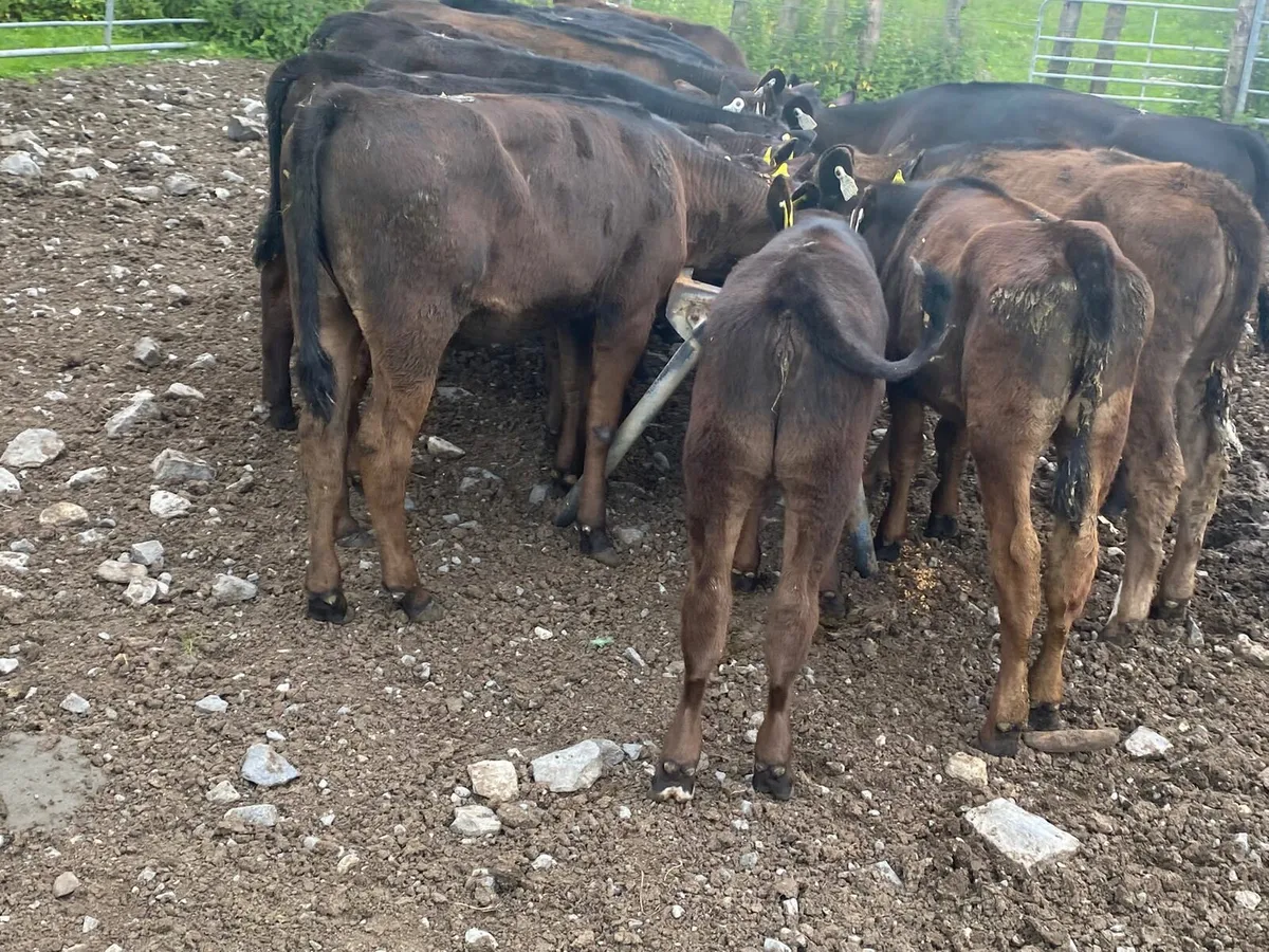 Heifer Runners - Image 1