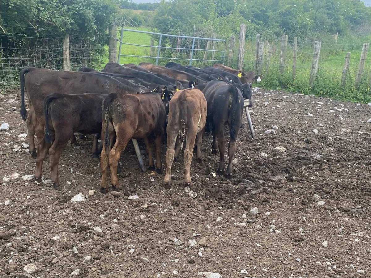 Heifer Runners - Image 2