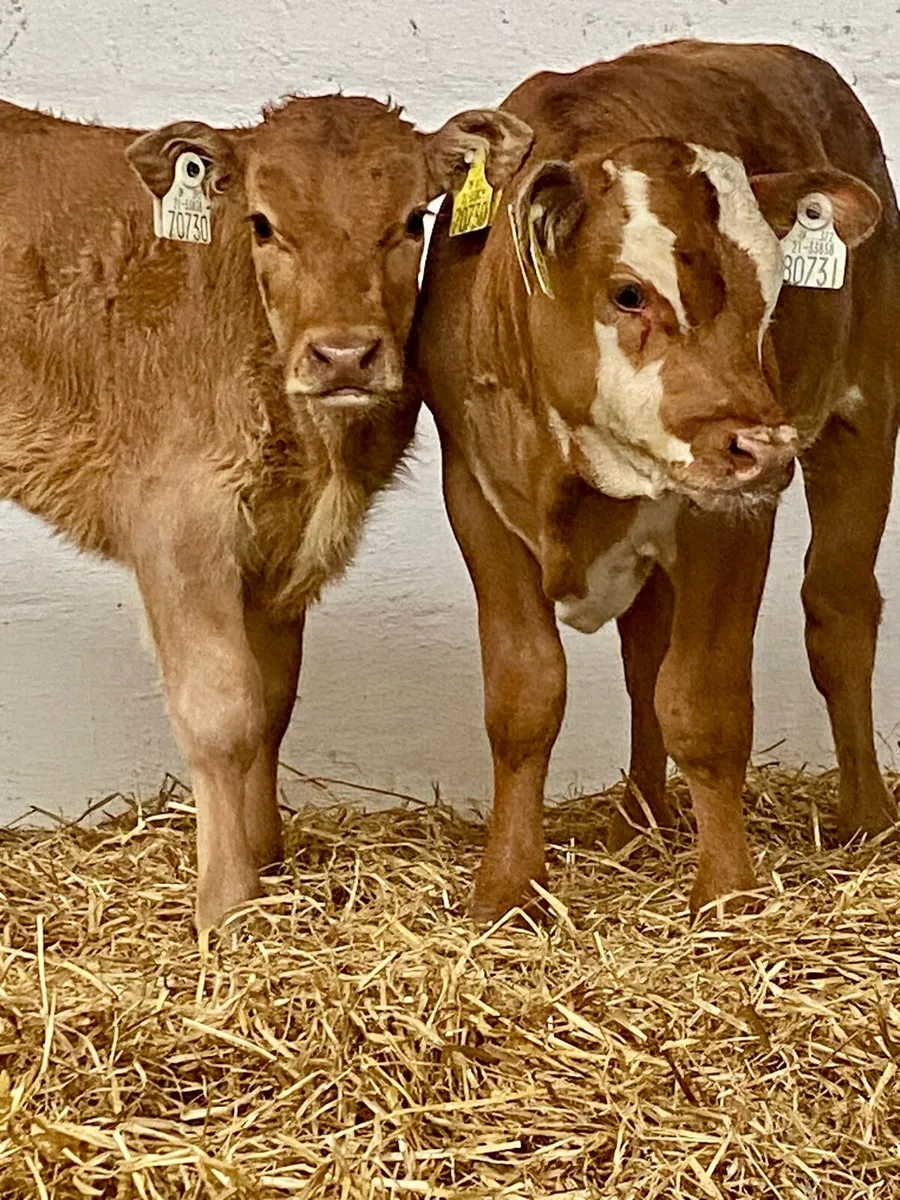 2 SERIOUS U GRADE LIM BULL RUNNERS - Image 1