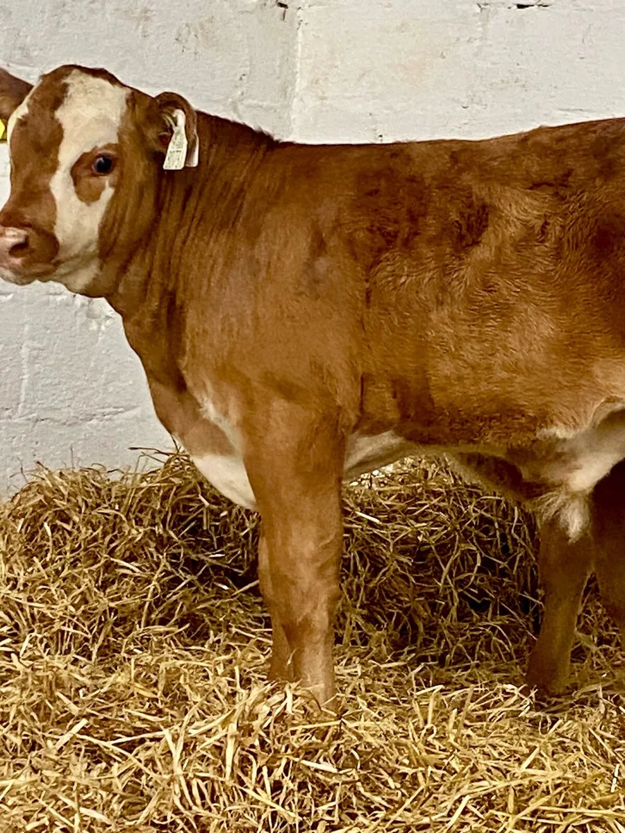 2 SERIOUS U GRADE LIM BULL RUNNERS - Image 2