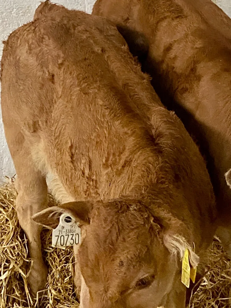 2 SERIOUS U GRADE LIM BULL RUNNERS - Image 3