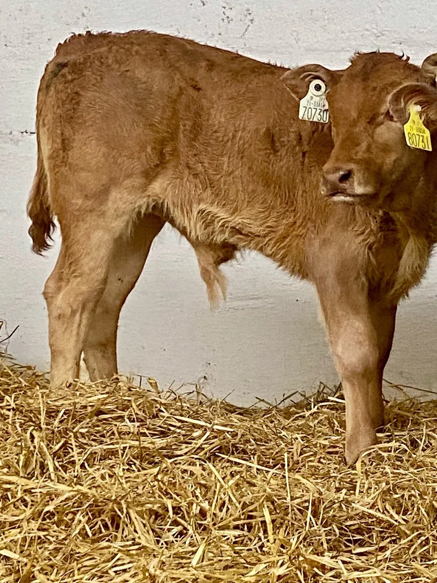 2 SERIOUS U GRADE LIM BULL RUNNERS - Image 4