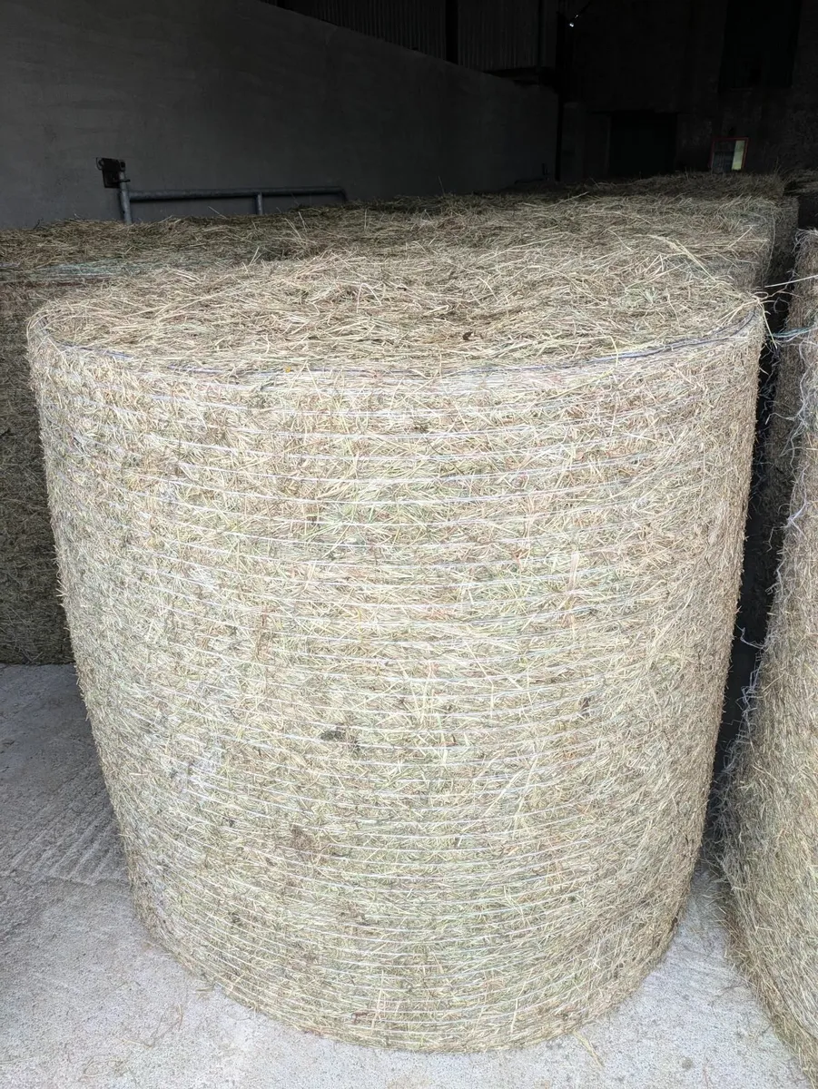 Hay