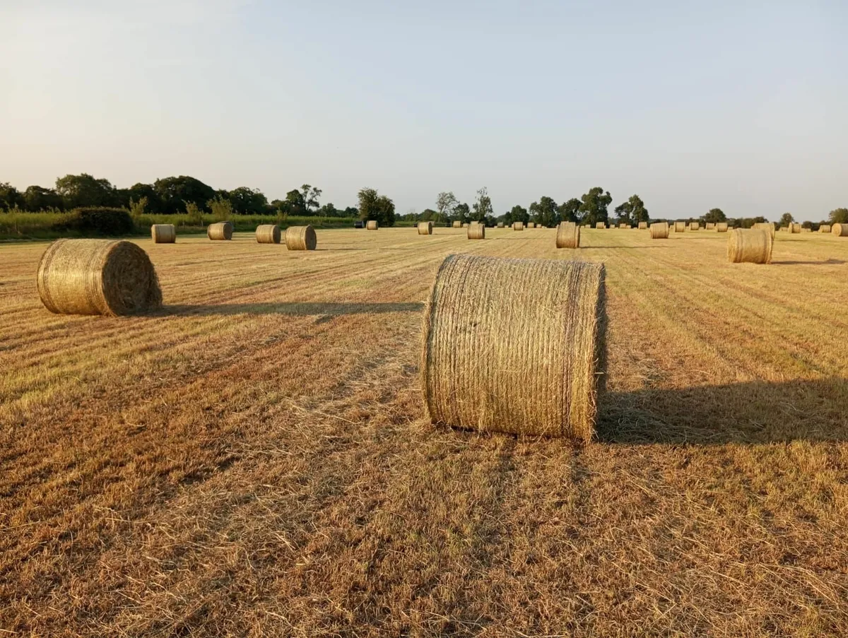 Hay for sale - Image 1