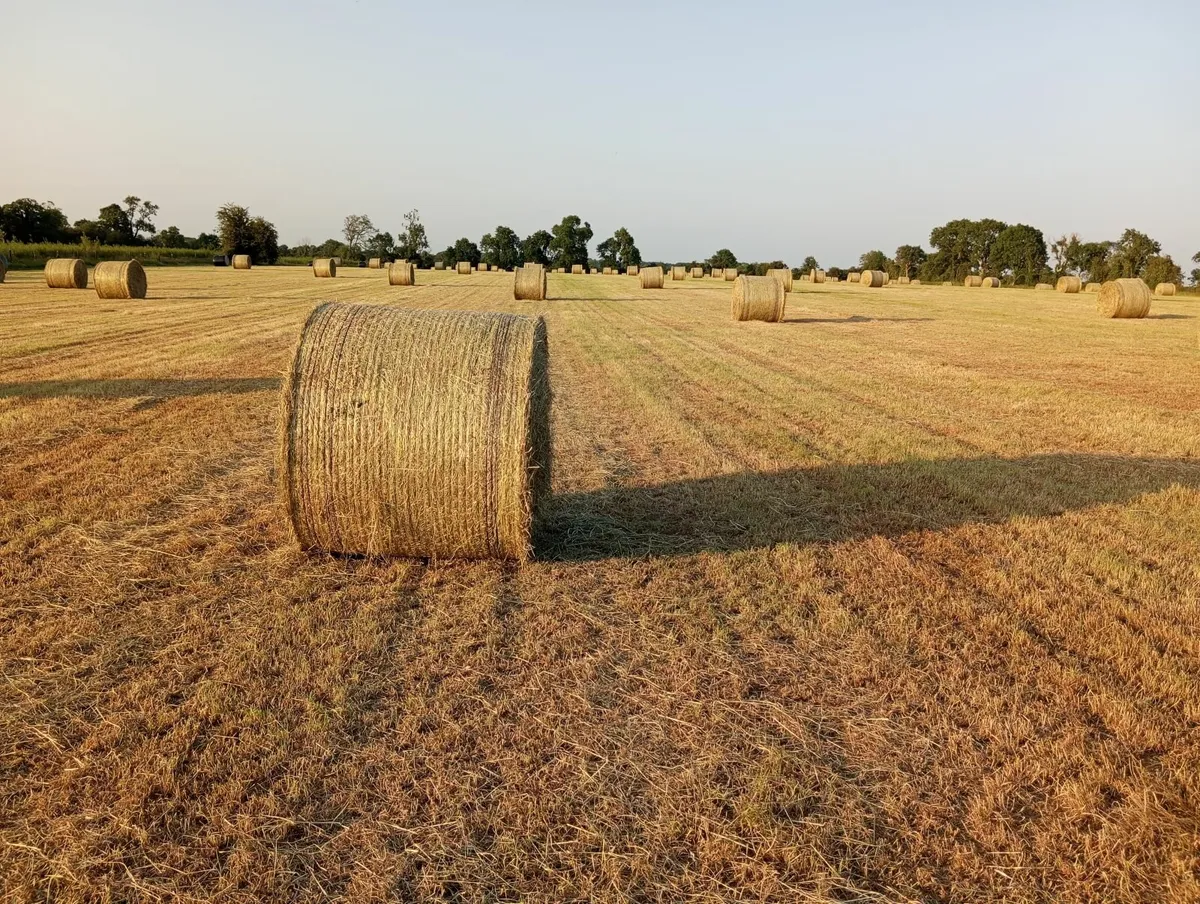Hay for sale - Image 2