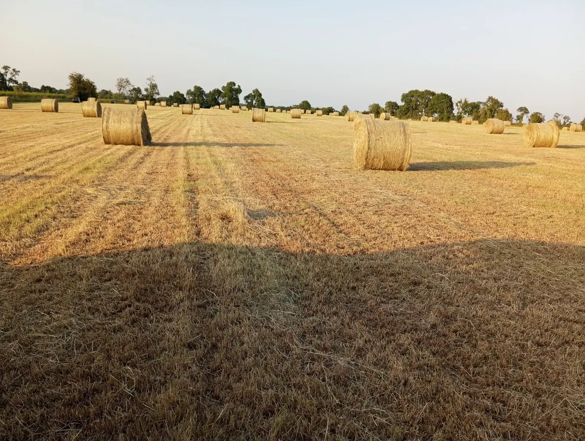 Hay for sale - Image 3