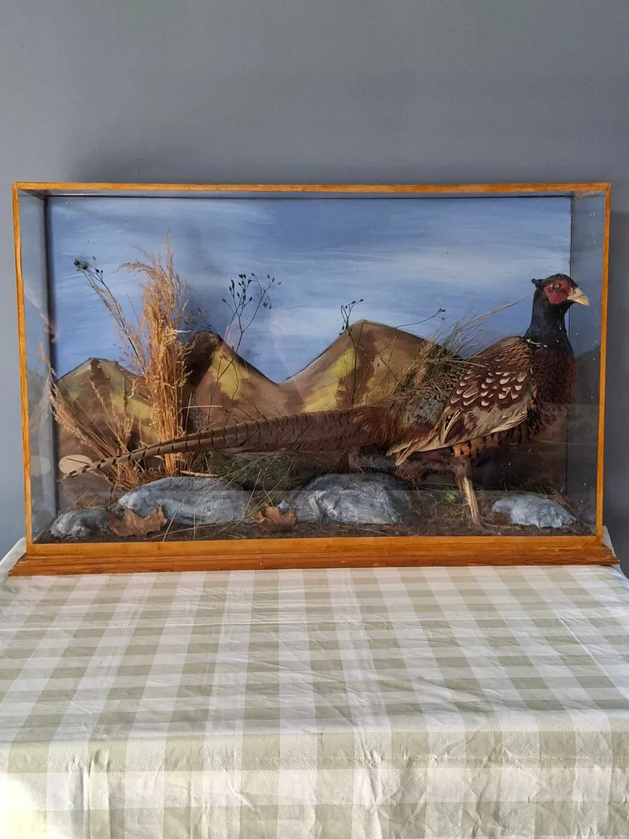 Taxidermy Pheasant - Image 1