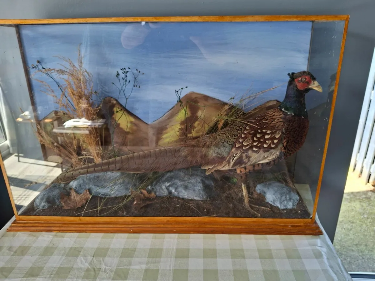 Taxidermy Pheasant - Image 2
