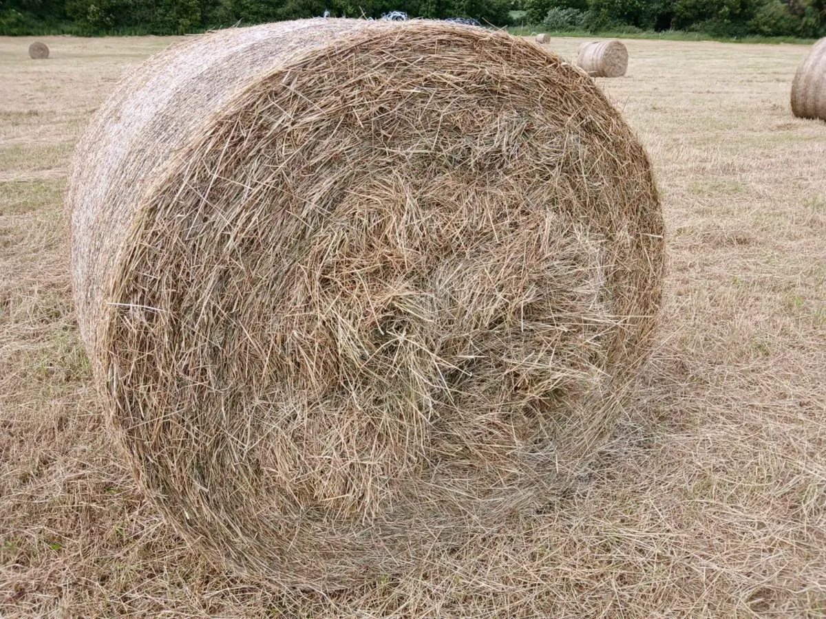 Hay for sale - Image 1