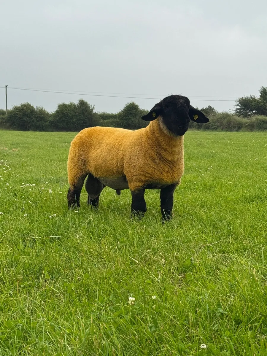 Sis Approved Suffolk lamb - Image 1