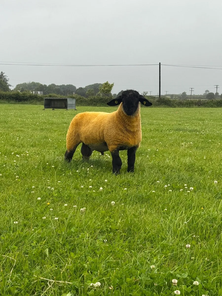 Sis Approved Suffolk lamb - Image 2