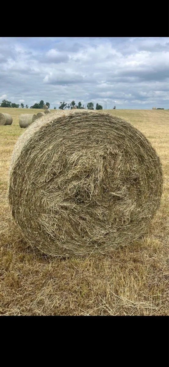 Hay - Image 1