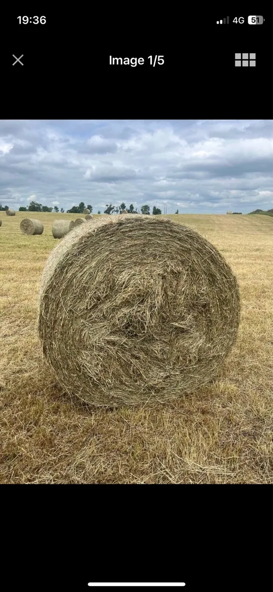 Hay - Image 3