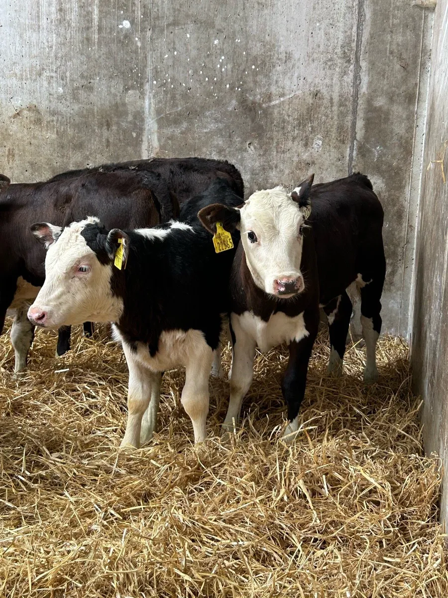 6 Smashing Reared Whitehead Heifer Runners - Image 2