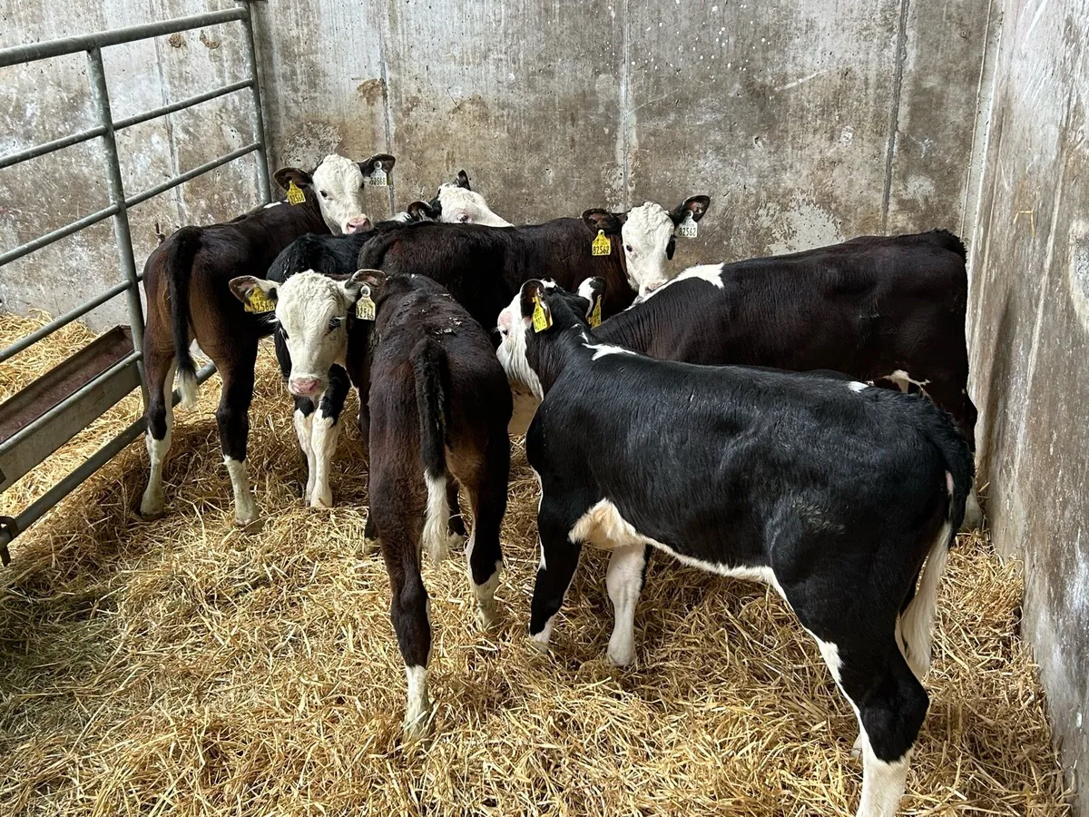 6 Smashing Reared Whitehead Heifer Runners - Image 3