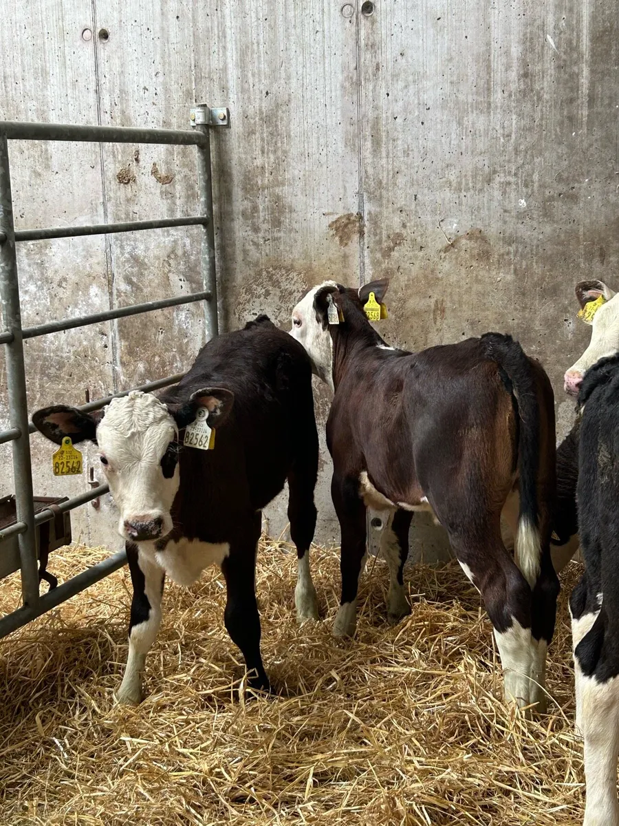 6 Smashing Reared Whitehead Heifer Runners - Image 4