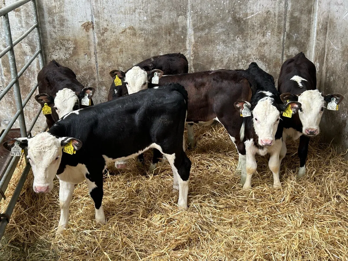 6 Smashing Reared Whitehead Heifer Runners - Image 1